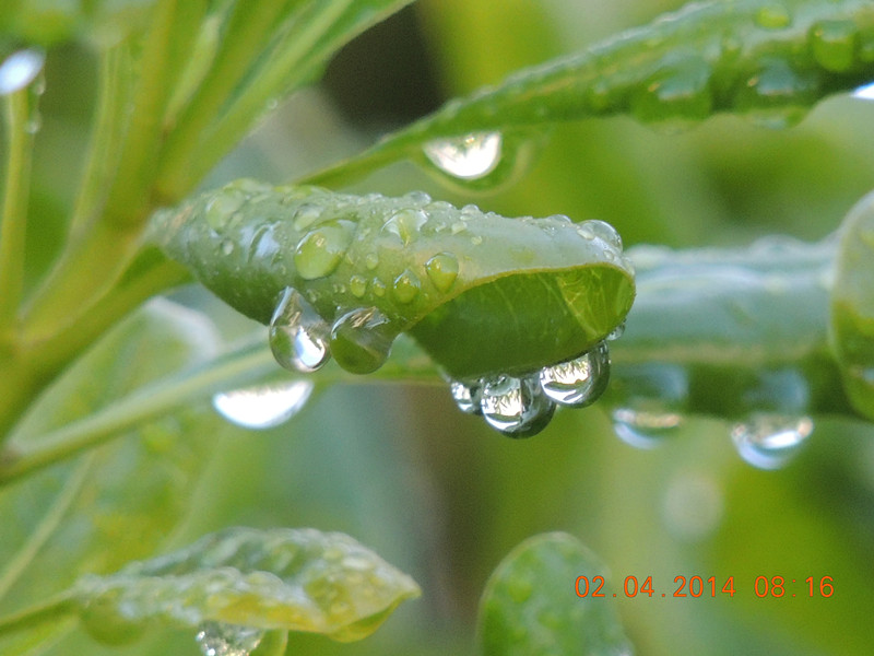 flowers 2014 768_.jpg