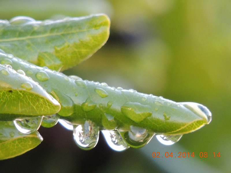 flowers 2014 764_.jpg
