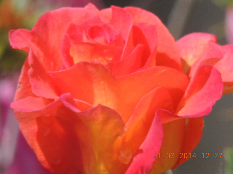 flowers 2014 593_.jpg