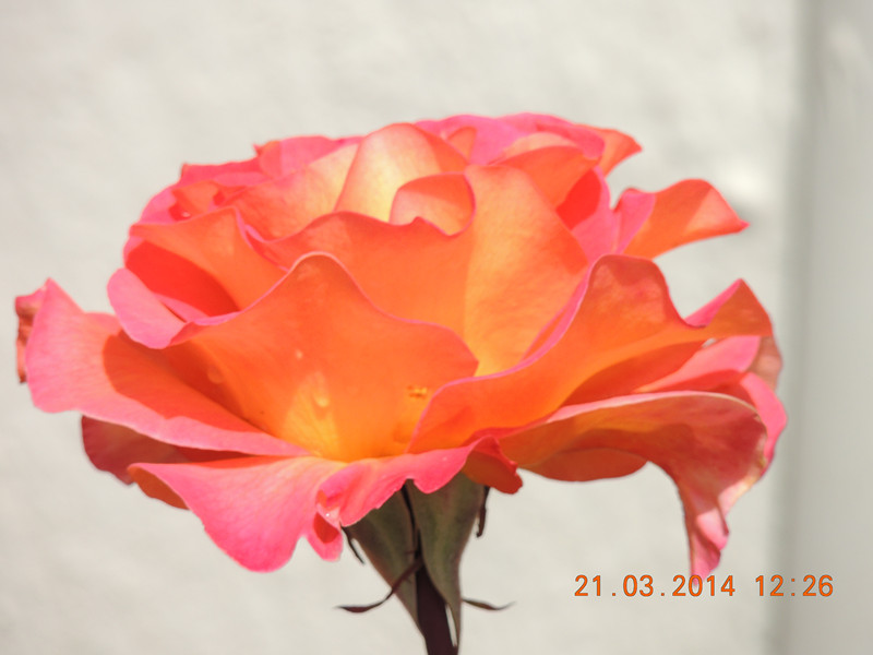 flowers 2014 587_.jpg