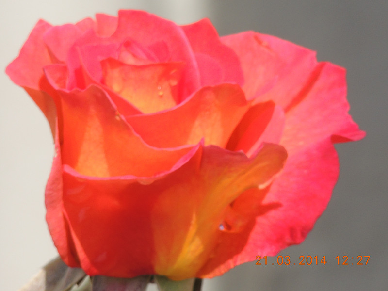 flowers 2014 588_.jpg