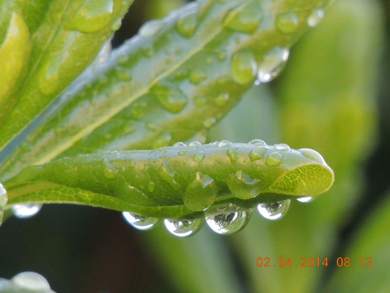 flowers 2014 761_.jpg