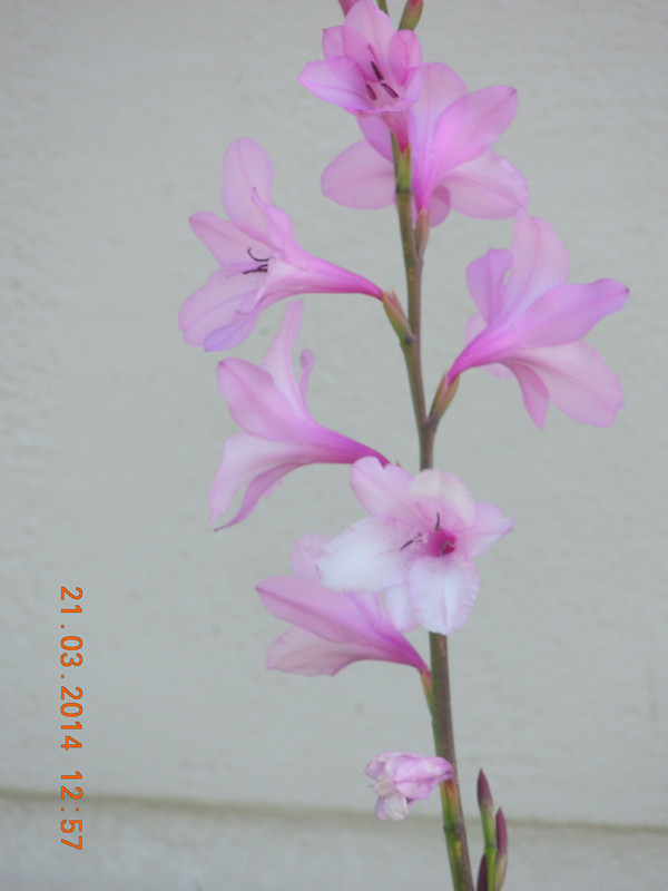 flowers 2014 656_ת_.jpg