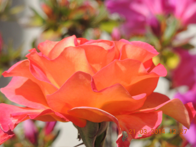 flowers 2014 592_.jpg