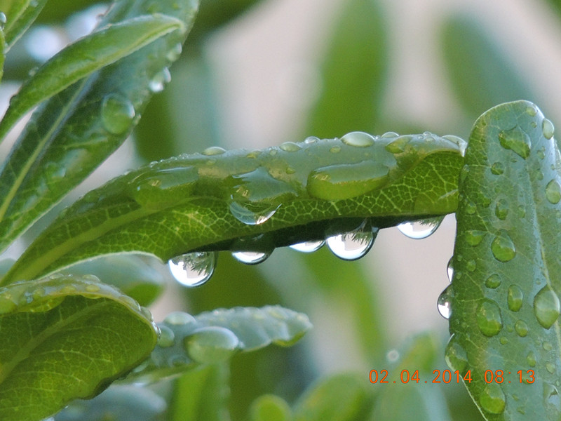 flowers 2014 763_.jpg