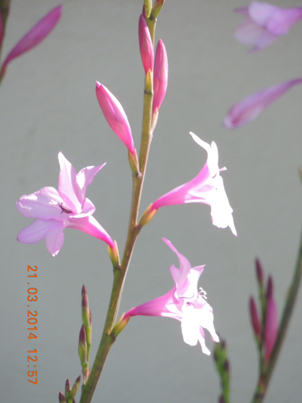 flowers 2014 658_ת_.jpg