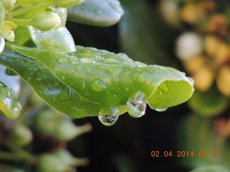 flowers 2014 760_.jpg