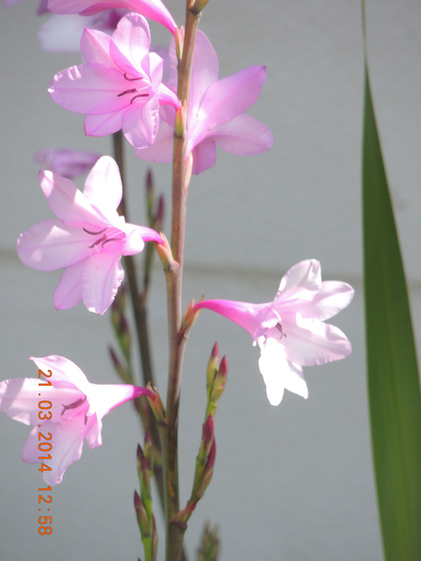 flowers 2014 663_ת_.jpg