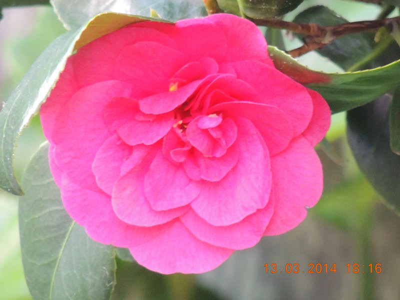 flowers 2014 406_.jpg