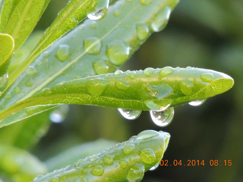 flowers 2014 767_.jpg