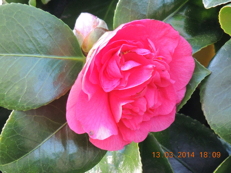flowers 2014 389_.jpg
