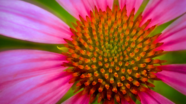 24560988_1376699587096_800x600_.jpg