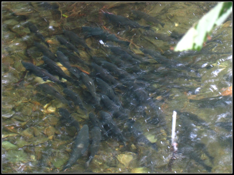 cruise,vancouva,seattle&nbsp;&nbsp;2011-7-30 339_����.jpg