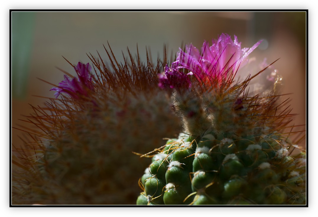 DSC_9509.jpg