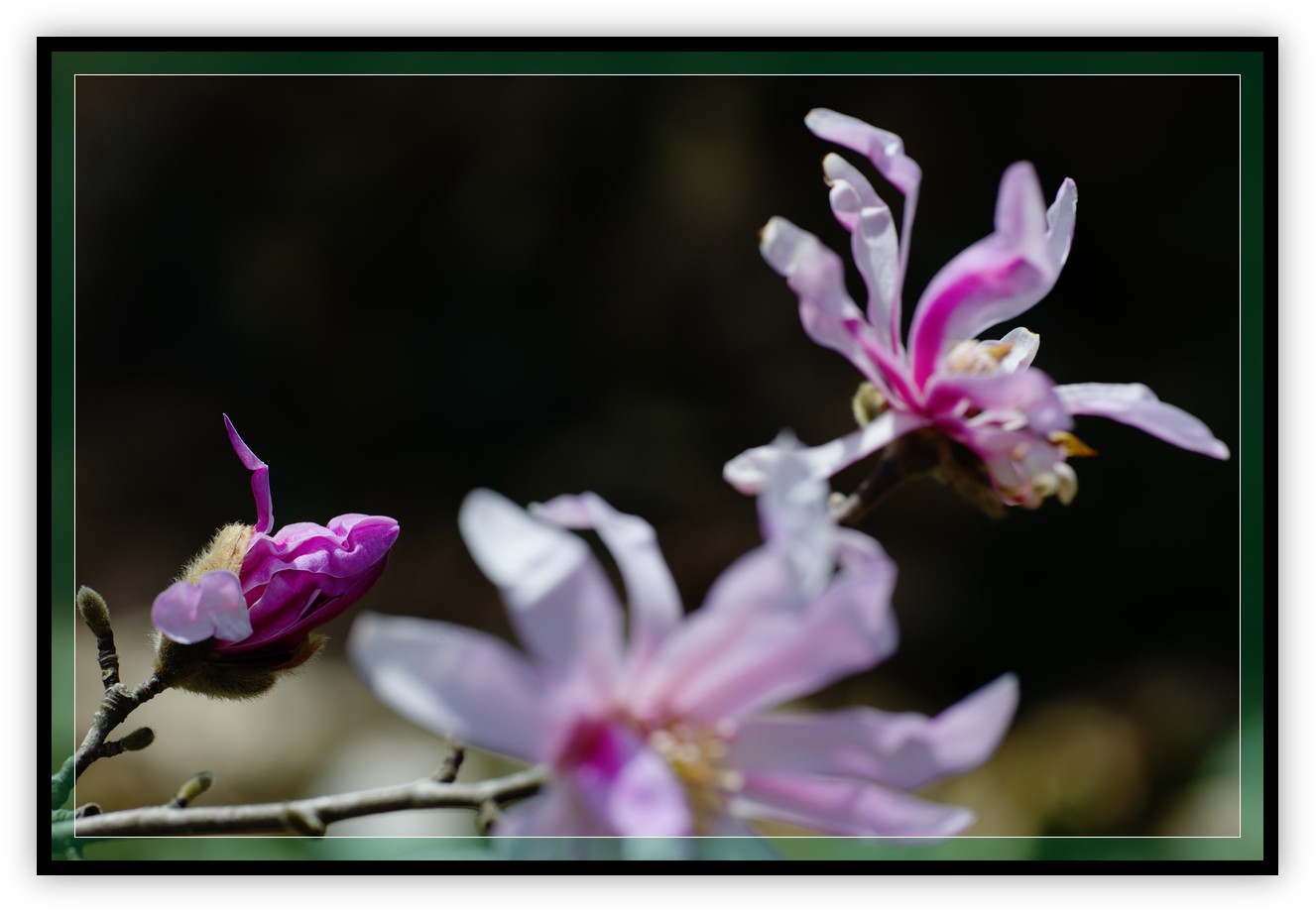 DSC_9864.jpg