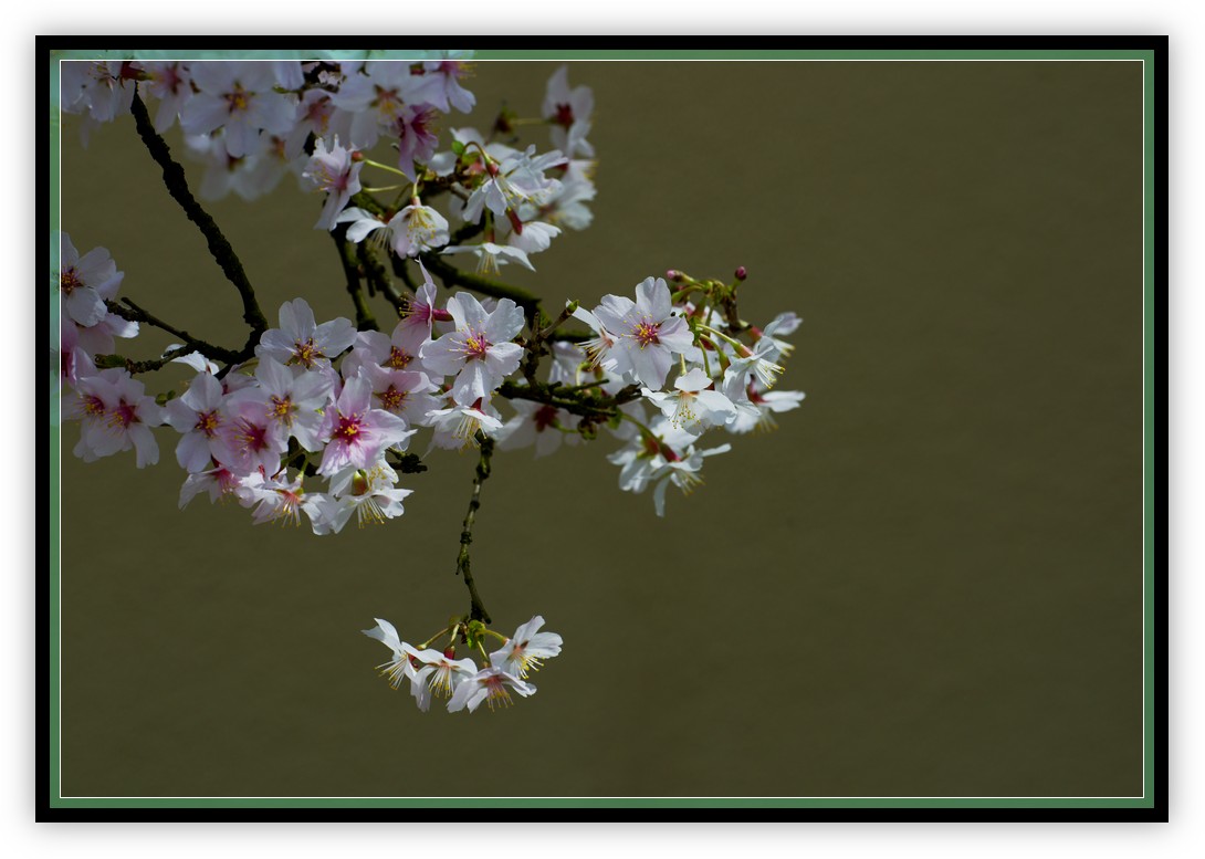 DSC_9774.jpg