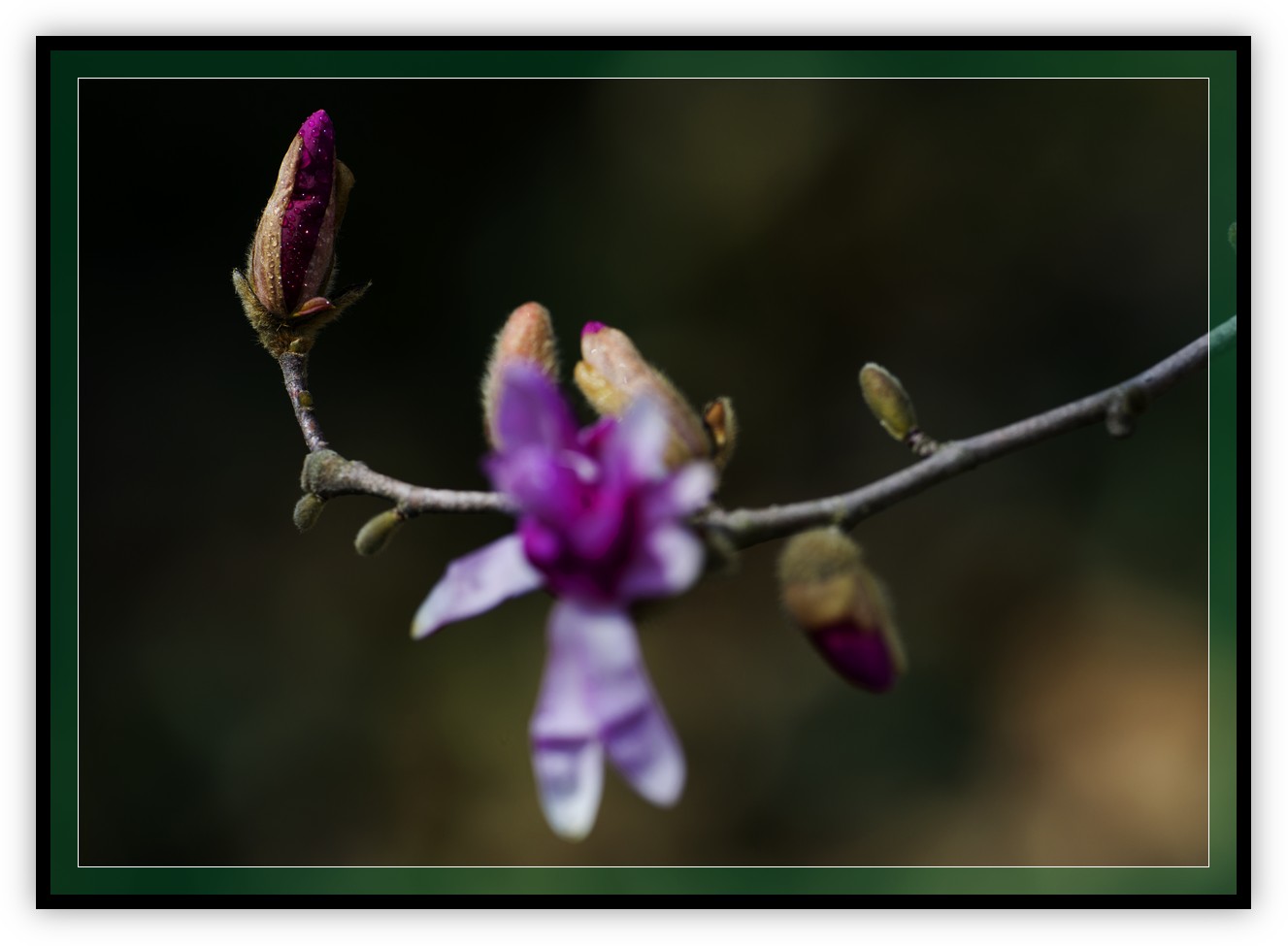 DSC_9863.jpg
