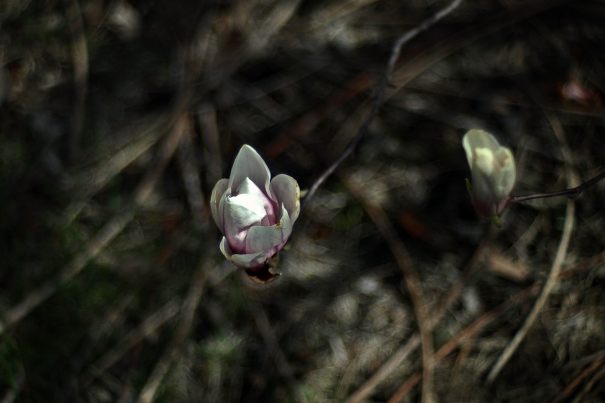 P4192585w1.jpg