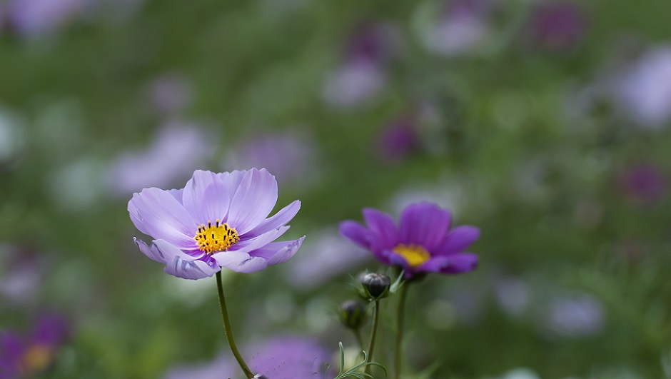 DSC_4616.jpg