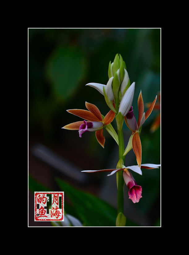 DSC_2437-2.jpg