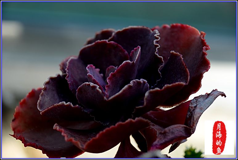DSC_9022_.jpg