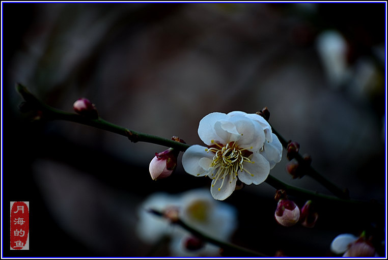 DSC_8344-2.jpg