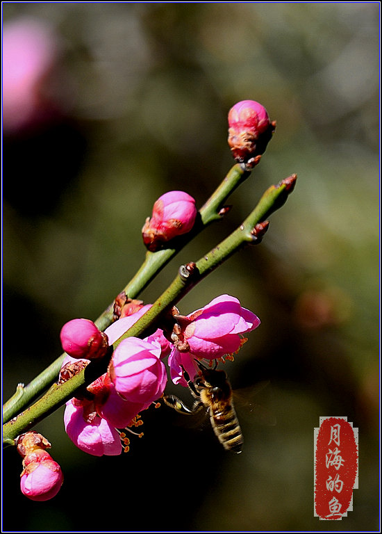 DSC_7085-2.jpg