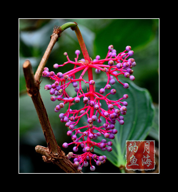 DSC_2750.jpg