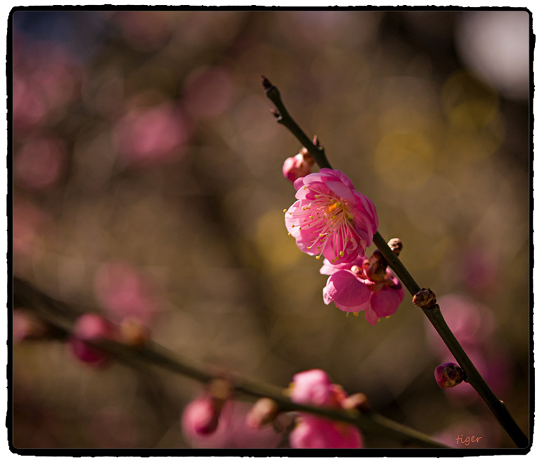 DSC_3655_HZPsen.jpg