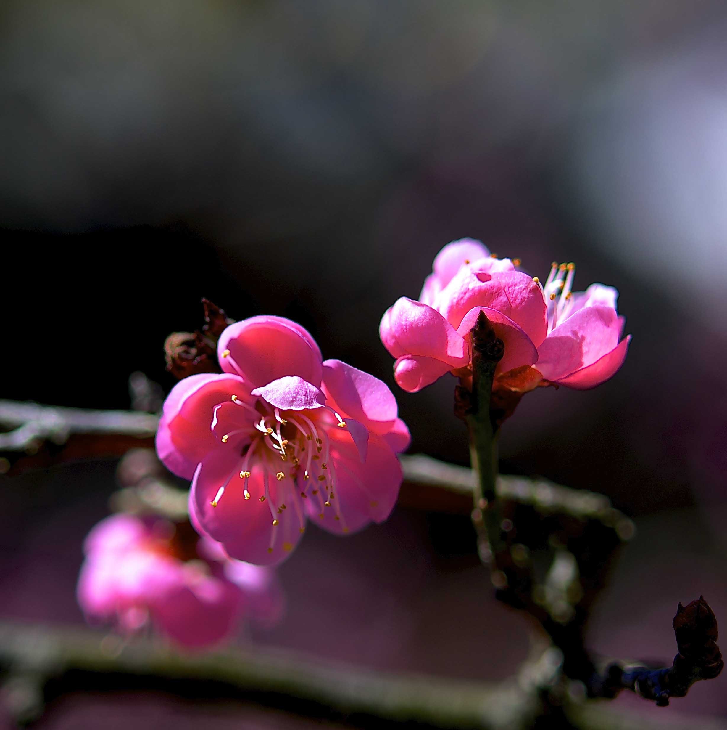 dsc-3600.sen.jpg