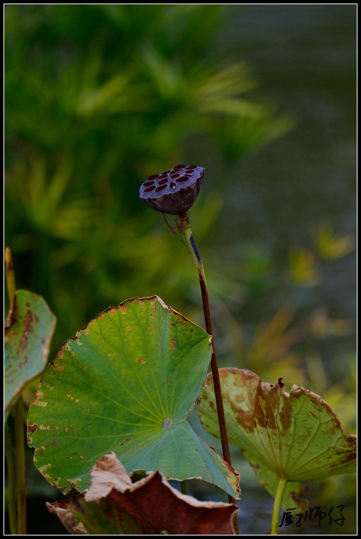 DSC_1226.jpg