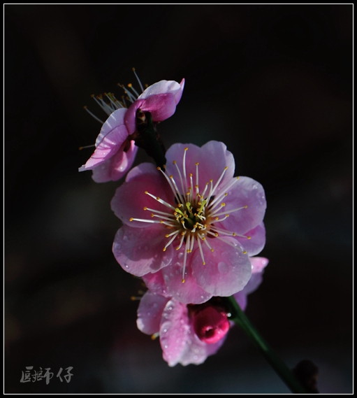 DSC_40931.jpg