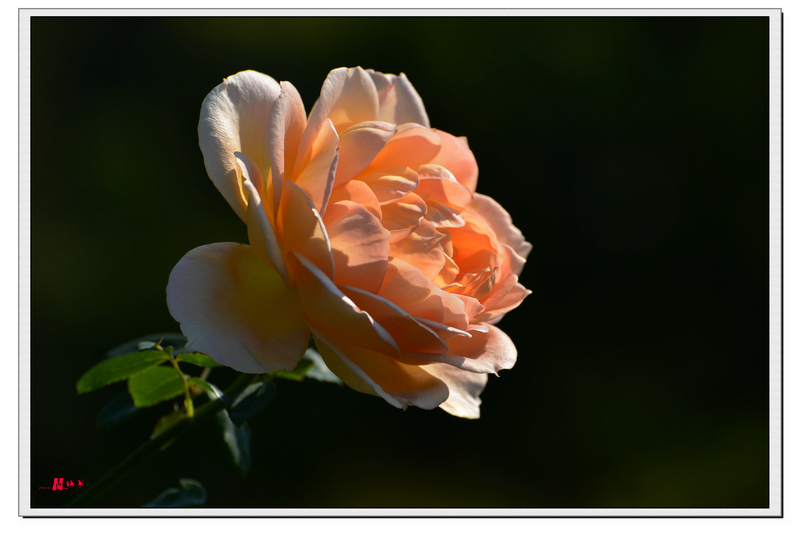 DSC_6461_����.jpg