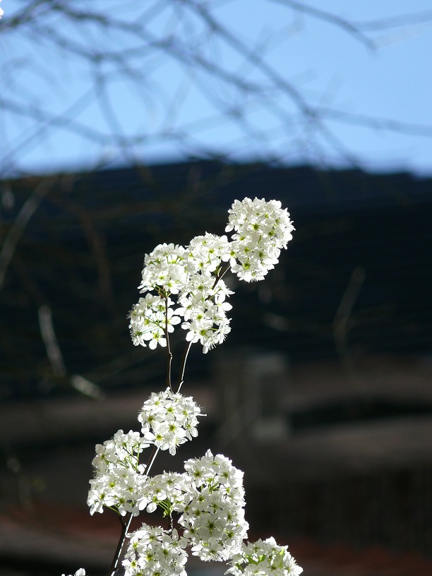 L1450801.JPG