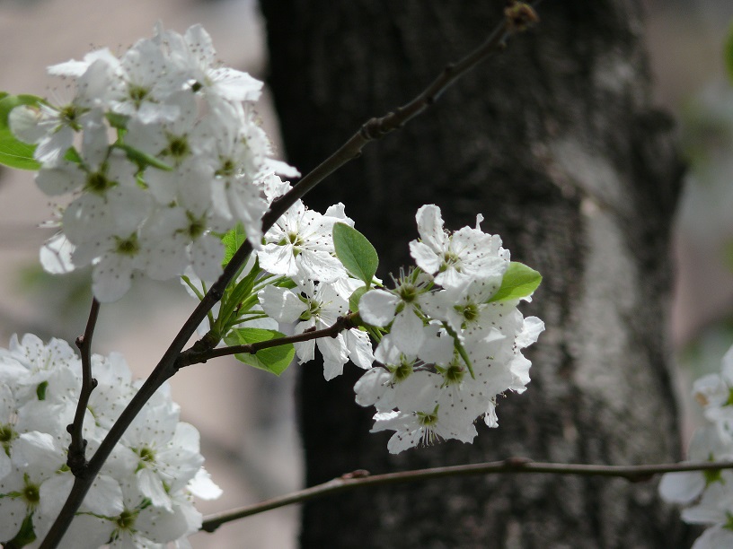 L1450813.JPG