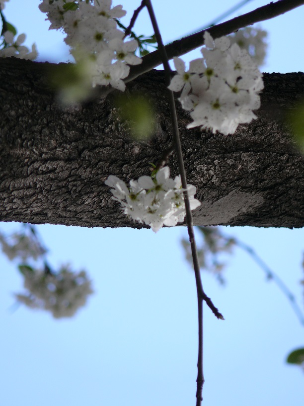 L1450810.JPG