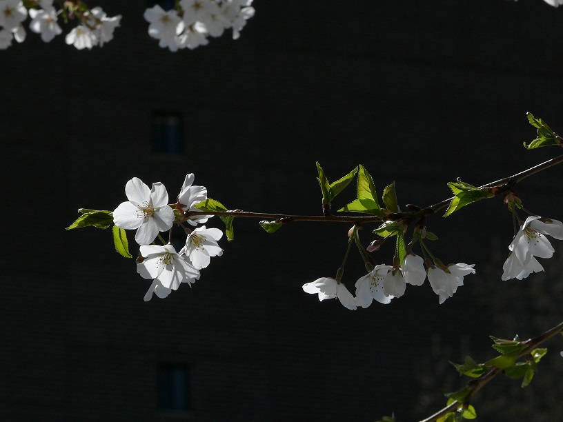L1440989.JPG