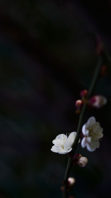 _DSC2867_01.JPG