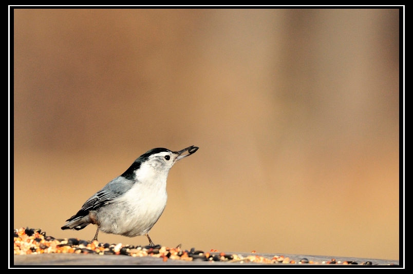 _DSC5532_01_����.jpg