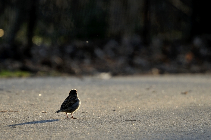 _DSC6053_01.JPG