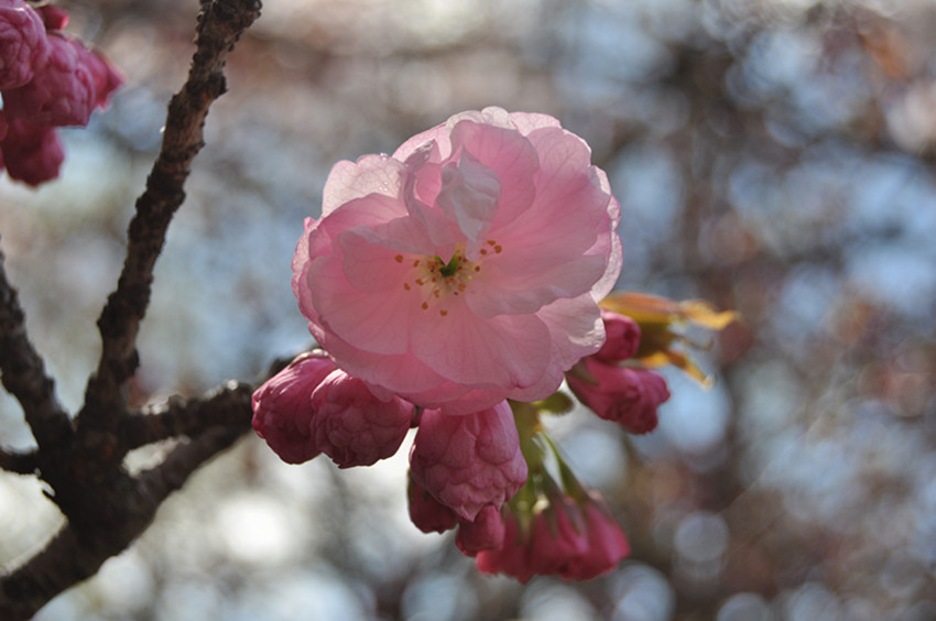 DSC_0928_����.jpg