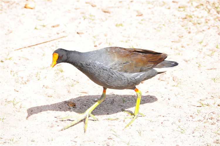 DSC_0131.jpg