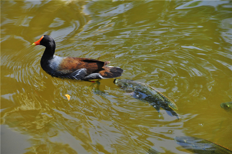 DSC_0129.jpg