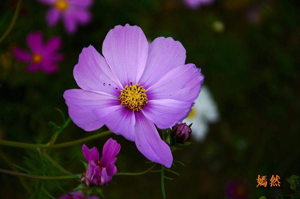 DSC_0300.JPG