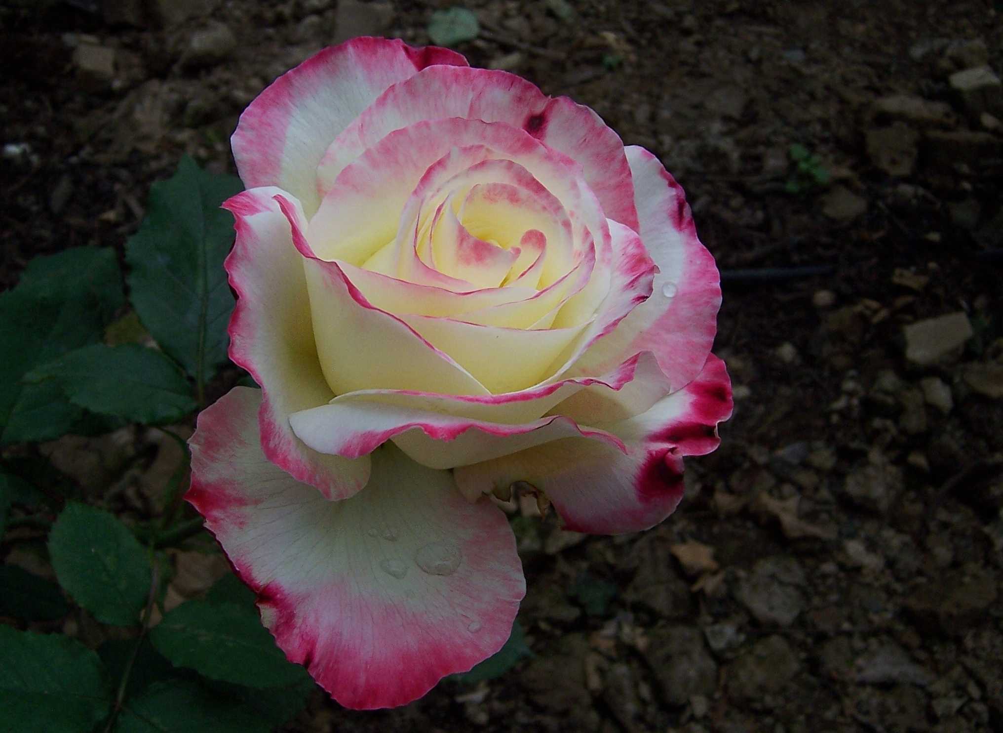 100_9050.JPG