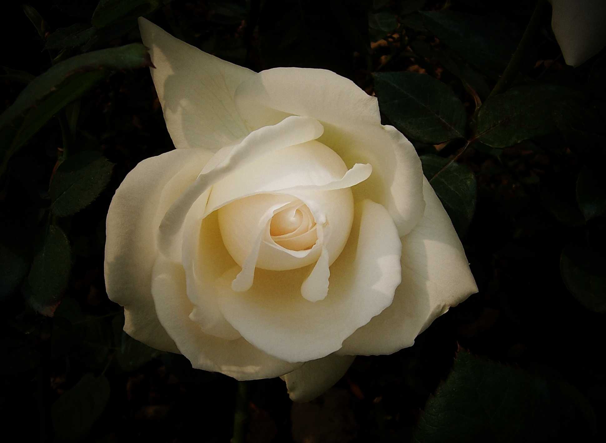 100_8991.JPG