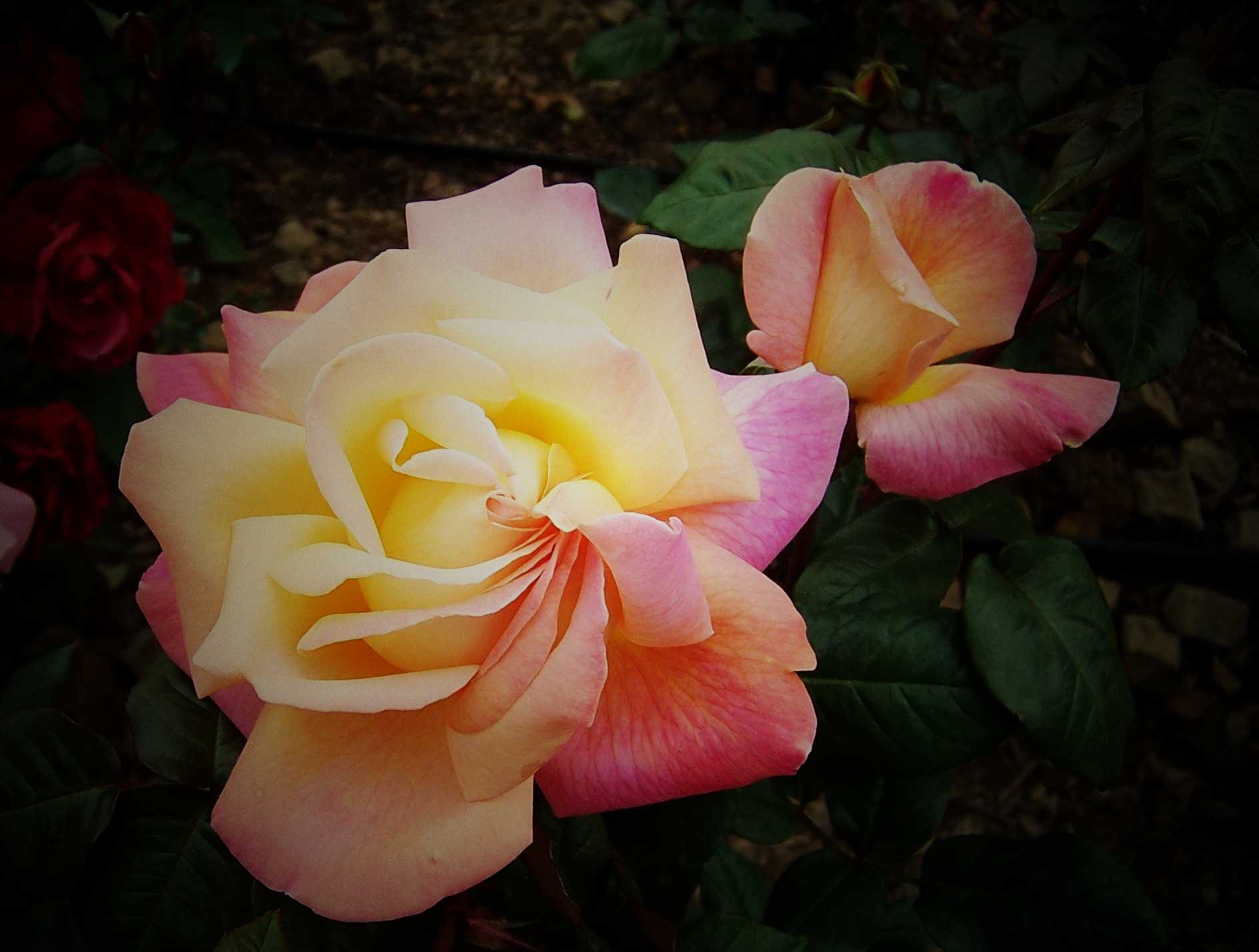 100_9042.JPG