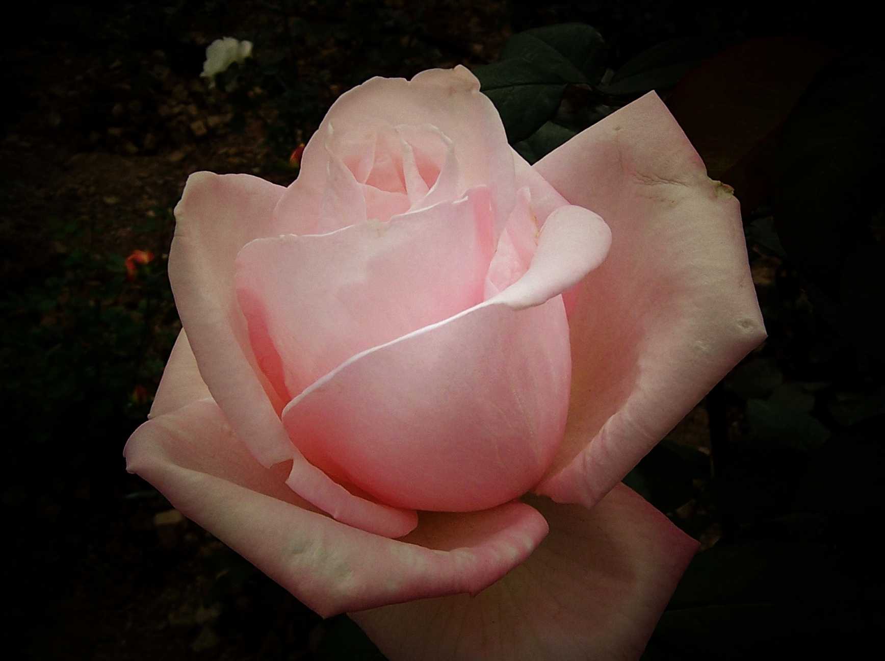 100_8917.JPG