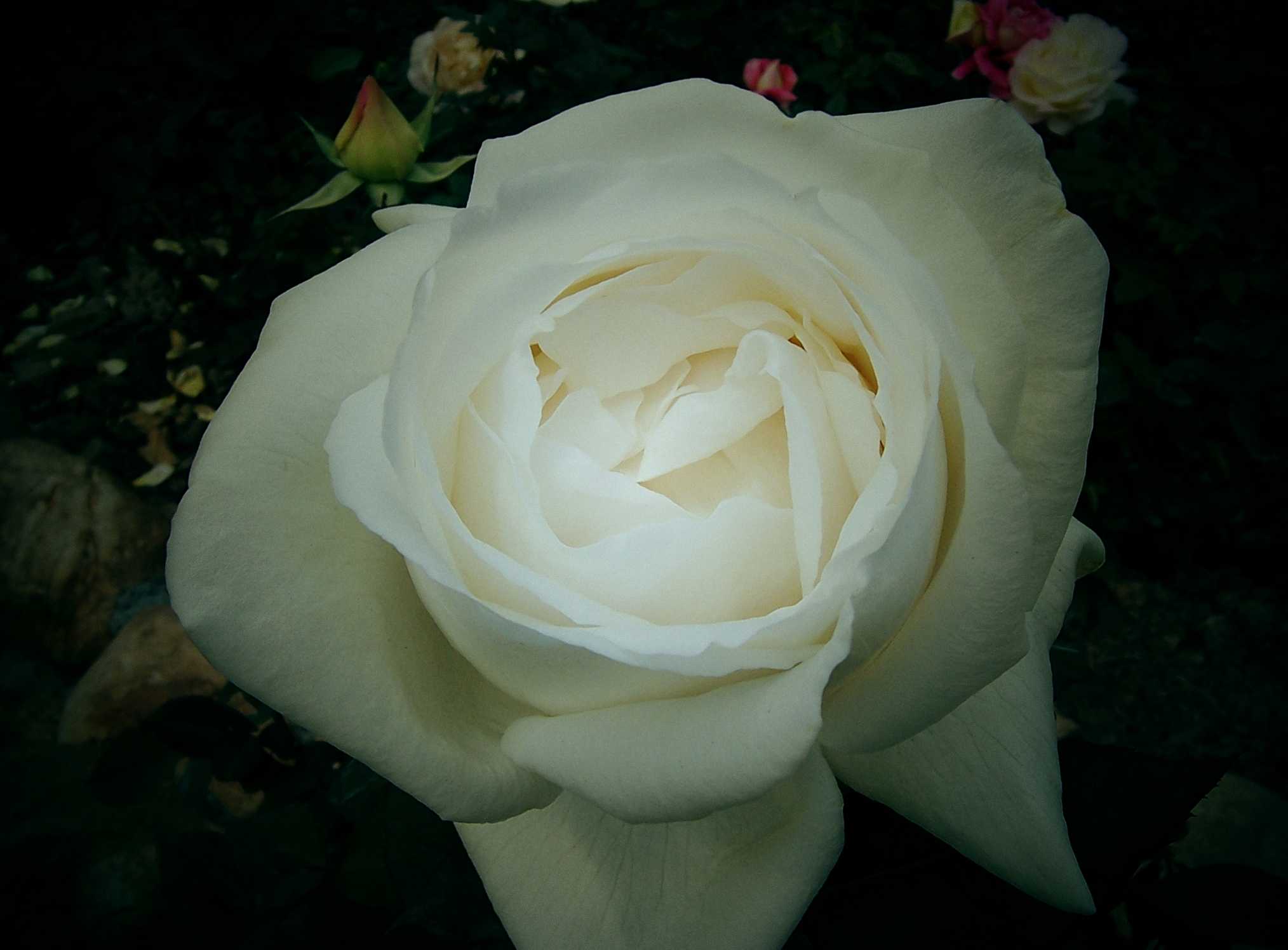 100_8995.JPG