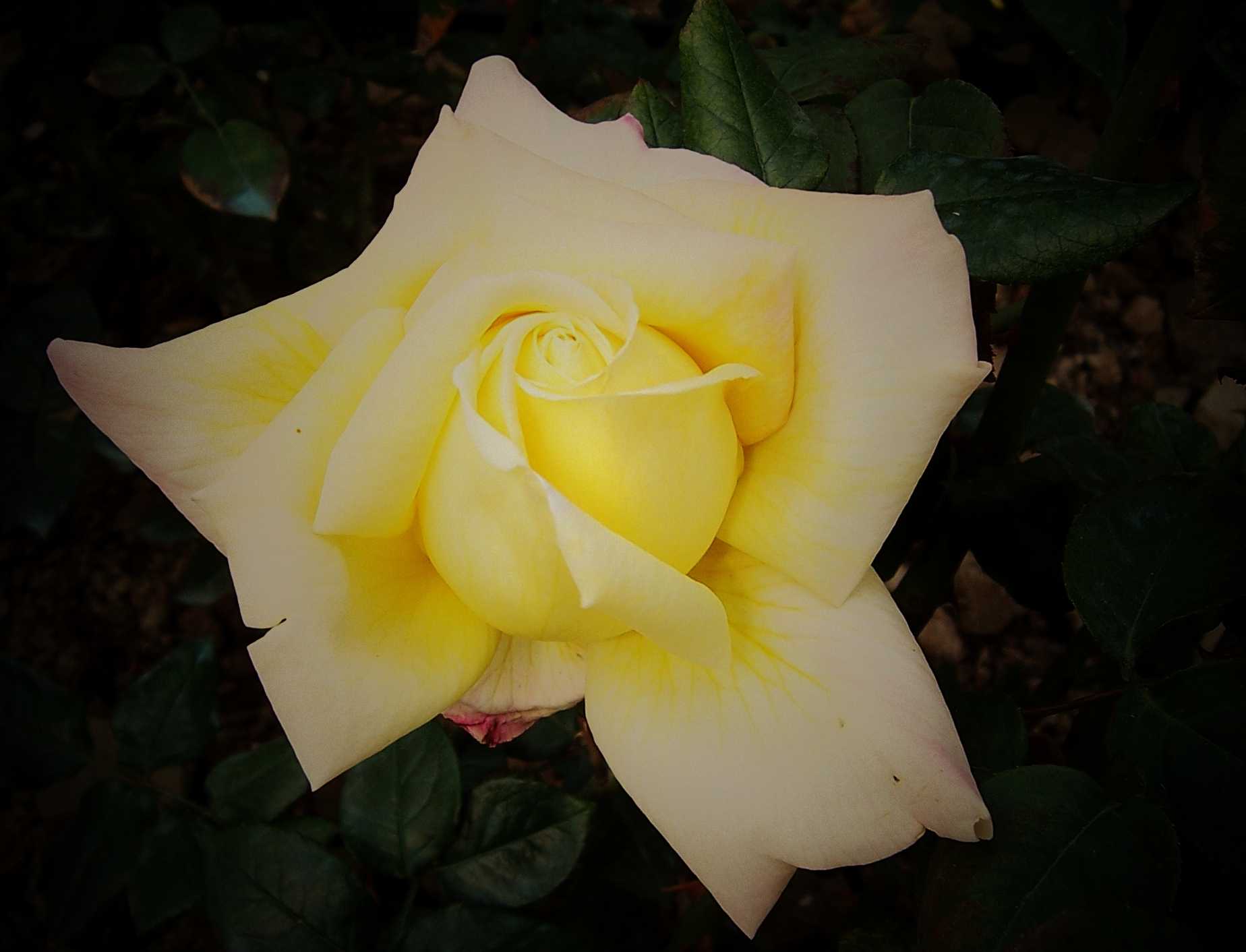 100_8988.JPG